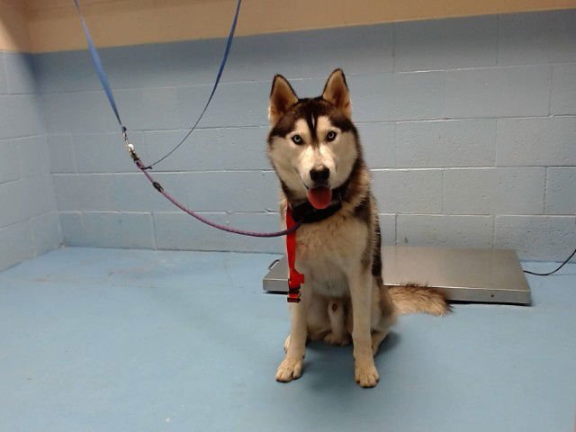 RIVER - Siberian Husky available for adoption