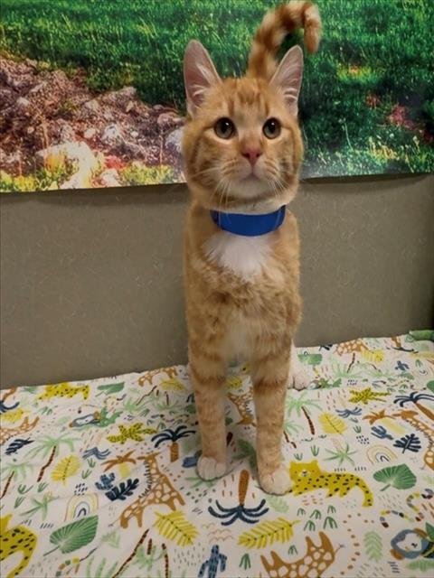 A549218 - Domestic Medium Hair available for adoption