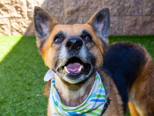 LEROY JETHRO GIBBS - German Shepherd Dog available for adoption