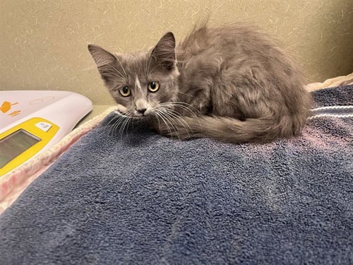 A552048 - Domestic Medium Hair available for adoption