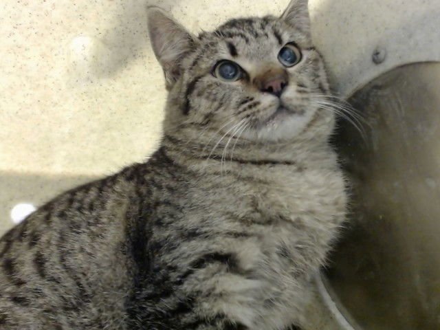 A549245 - Domestic Short Hair available for adoption