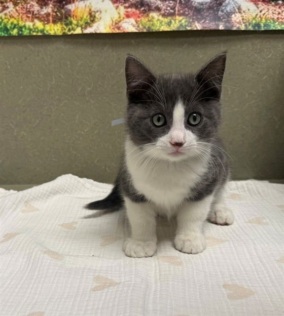 A548193 - Domestic Medium Hair available for adoption