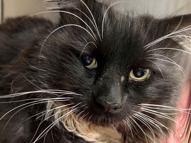 A549024 - Domestic Long Hair available for adoption