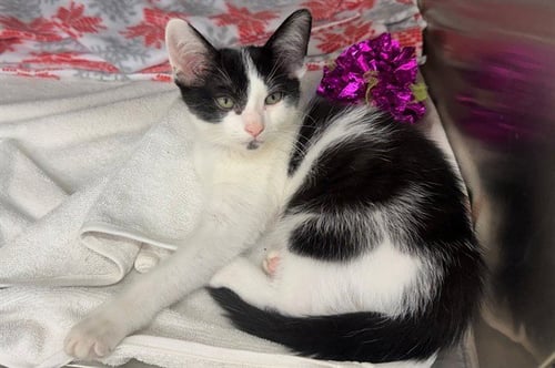 A553923 - Domestic Short Hair available for adoption
