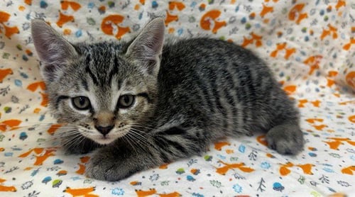 A551152 - Domestic Short Hair available for adoption