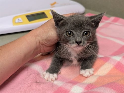 AGNES - Domestic Short Hair available for adoption