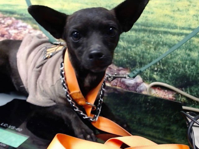 CRISTY - Chihuahua available for adoption