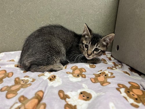 A551118 - Domestic Short Hair for adoption in Moreno Valley