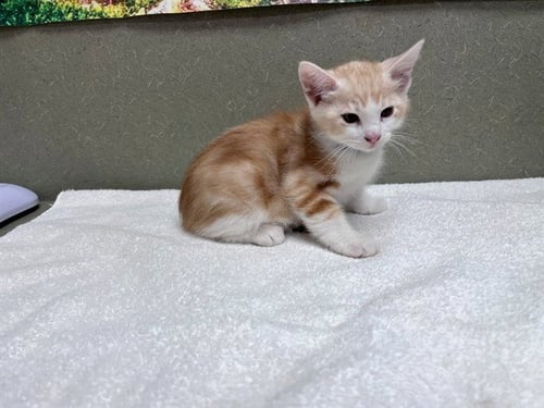 A551536 - Domestic Short Hair available for adoption
