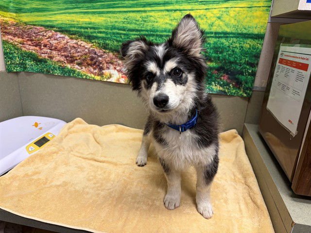ERNIE - Alaskan Klee Kai available for adoption