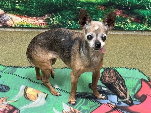 A553950 - Chihuahua available for adoption