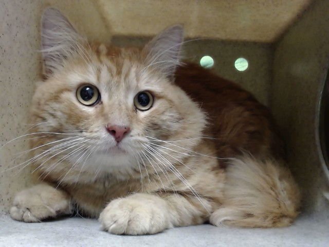 A549553 - Domestic Medium Hair available for adoption