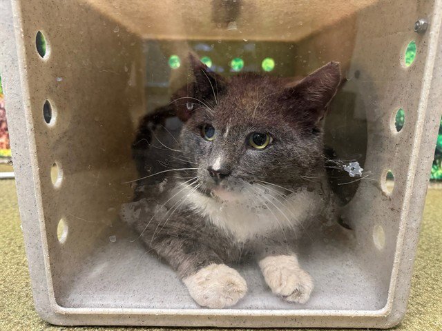 A550916 Image