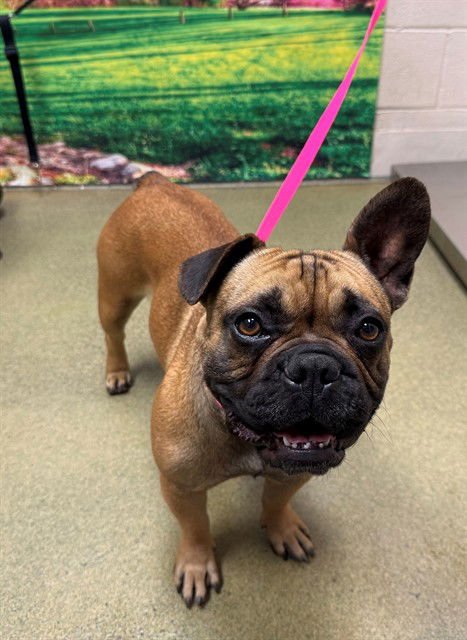 MIDORA - French Bulldog available for adoption