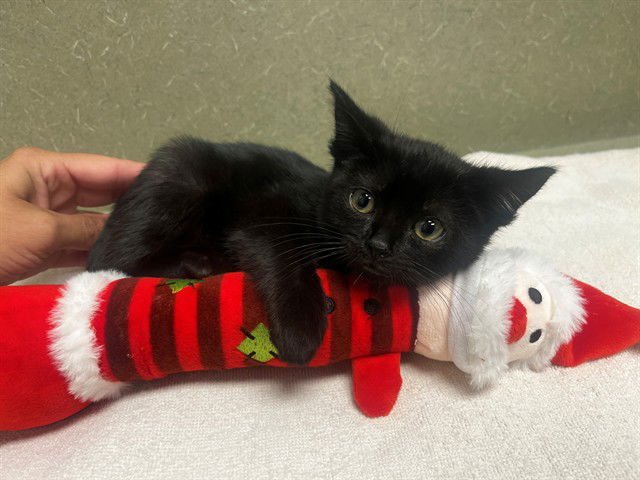 KRUMPUS - Domestic Short Hair available for adoption