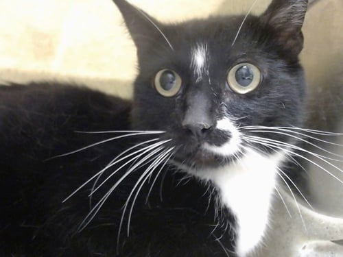 A549823 - Domestic Short Hair available for adoption