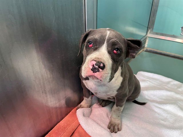 HAILEY - Pit Bull Terrier available for adoption