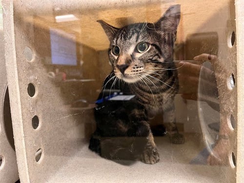 A554314 - Domestic Short Hair available for adoption