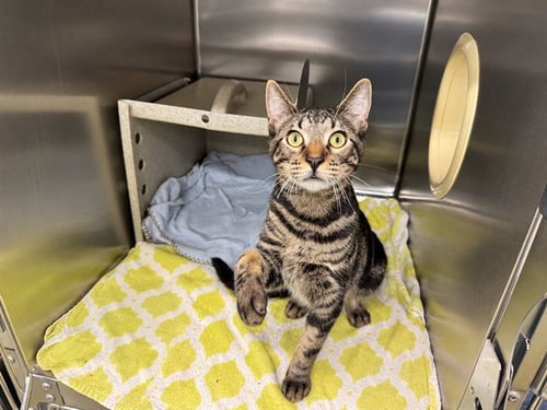 A554314 - Domestic Short Hair available for adoption