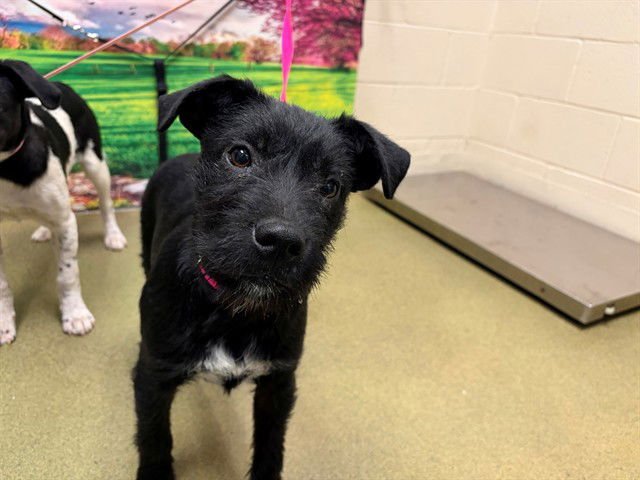 A549017 - Terrier available for adoption