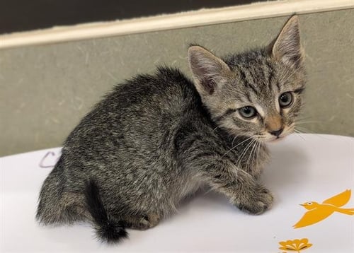CLETUS - Domestic Short Hair for adoption in Moreno Valley