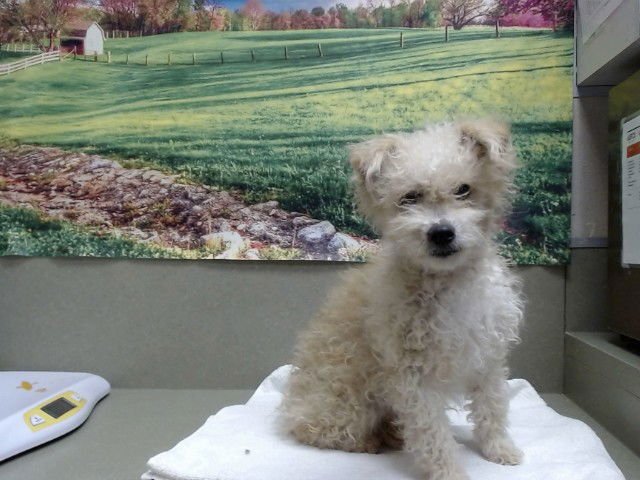 ALTHEA - Poodle (Miniature) available for adoption