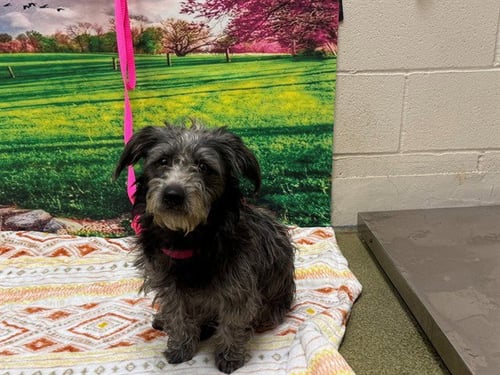 A554132 - Terrier available for adoption