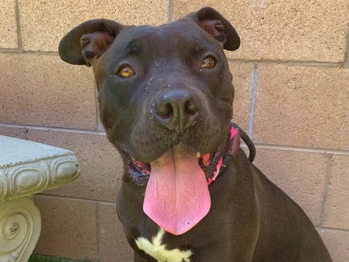 PRINCESS - Pit Bull Terrier available for adoption
