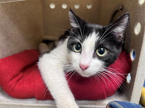 ALLIE - Domestic Short Hair for adoption in Moreno Valley