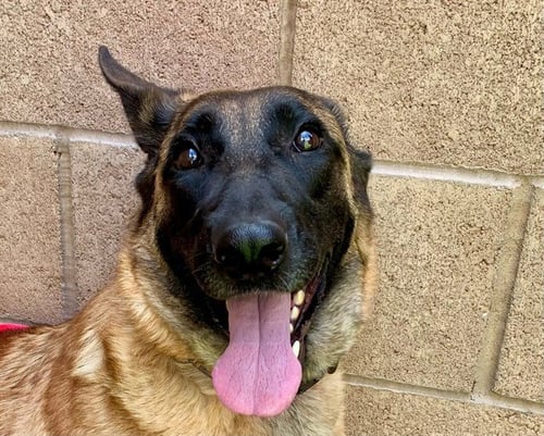 MONKEY - Belgian Shepherd Malinois available for adoption