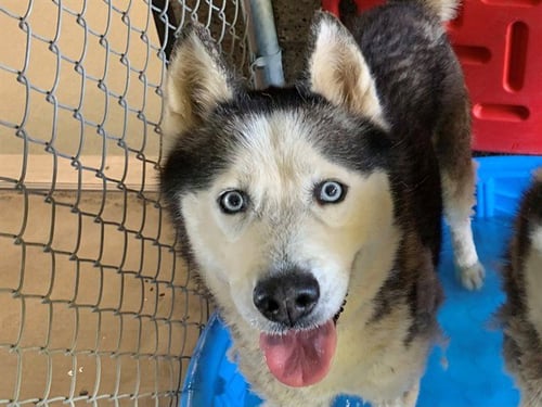 GORDO - Siberian Husky available for adoption