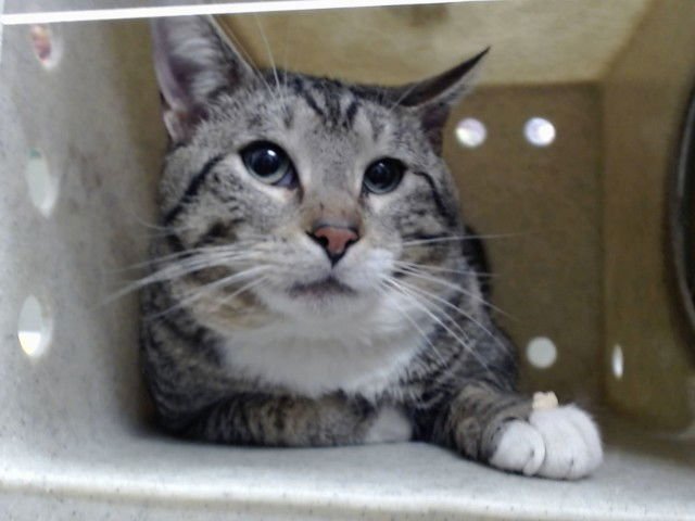 A549210 - Domestic Short Hair available for adoption