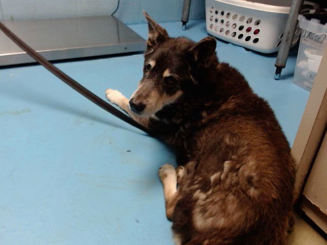 ZEKE - Siberian Husky available for adoption