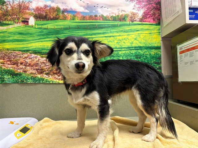 FARRAH - Alaskan Klee Kai available for adoption