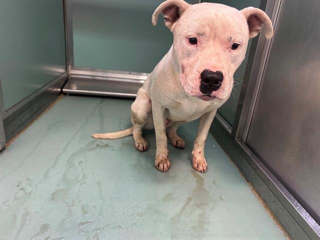 BART - Pit Bull Terrier available for adoption