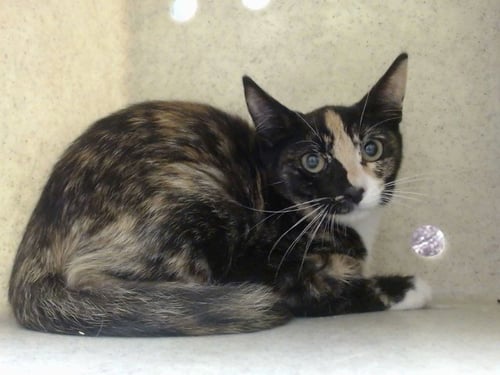 A552319 - Domestic Short Hair available for adoption