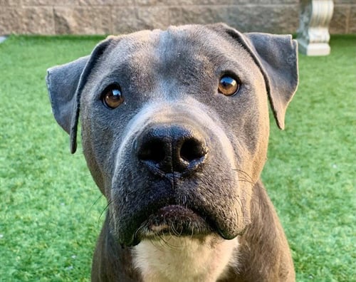 BLUME - Pit Bull Terrier available for adoption