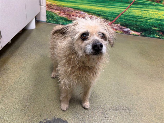 AUGGIE - Terrier available for adoption