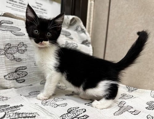 CALLISTA - Domestic Medium Hair available for adoption