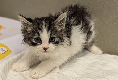 A551054 - Domestic Long Hair available for adoption