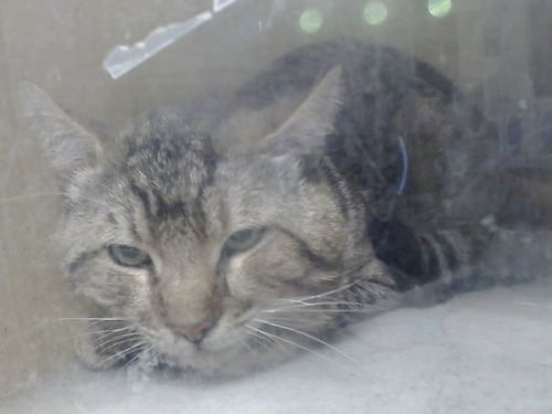 A551047 - Domestic Short Hair available for adoption