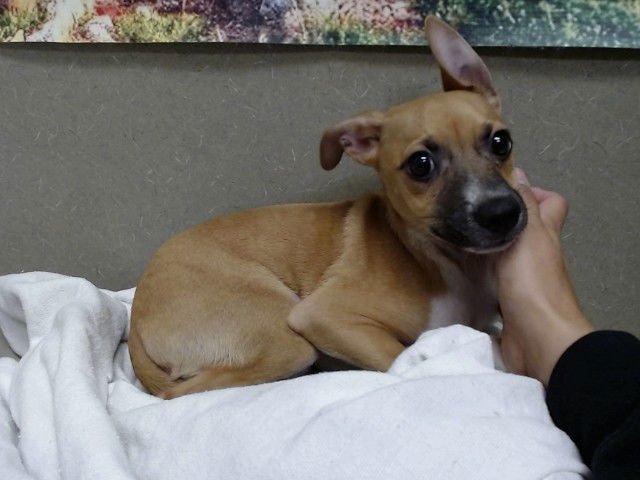 JULIAN - Chihuahua / German Shepherd Dog available for adoption