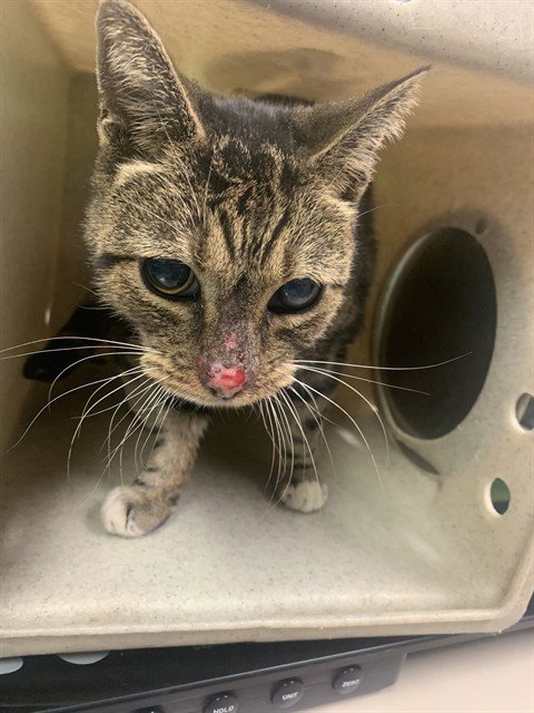 A554918 - Domestic Short Hair available for adoption
