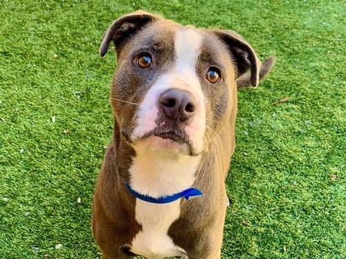 PILOT - Pit Bull Terrier available for adoption
