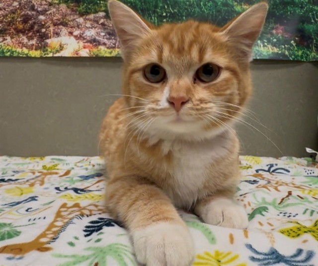 A549219 - Domestic Medium Hair available for adoption