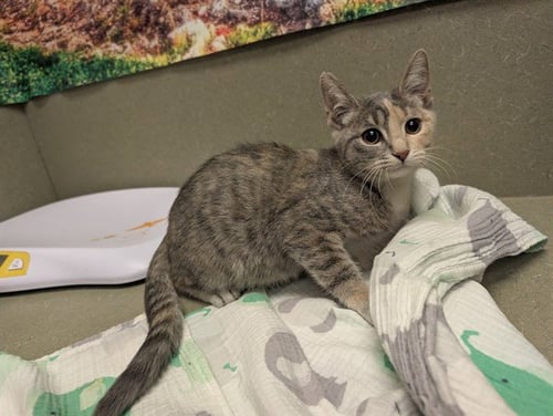 A552477 - Domestic Short Hair available for adoption
