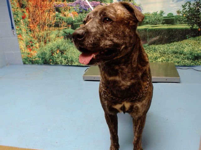 SKEMHET - Pit Bull Terrier available for adoption