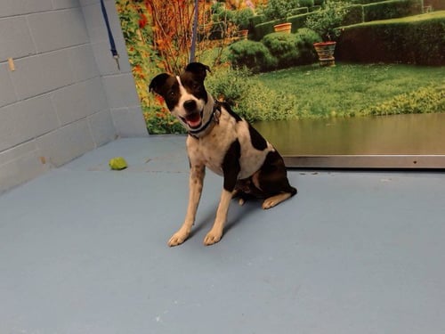 PEPE - Parson Russell Terrier available for adoption