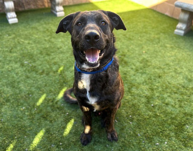 SHAWN - Dutch Shepherd available for adoption