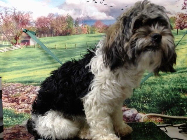 A549201 - Maltese available for adoption